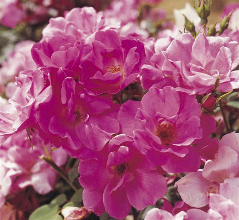 foto van een variëteit aan bloemen, te gebruiken als: Perkplant / Borders Rosa floribunda Pink Knock Out®