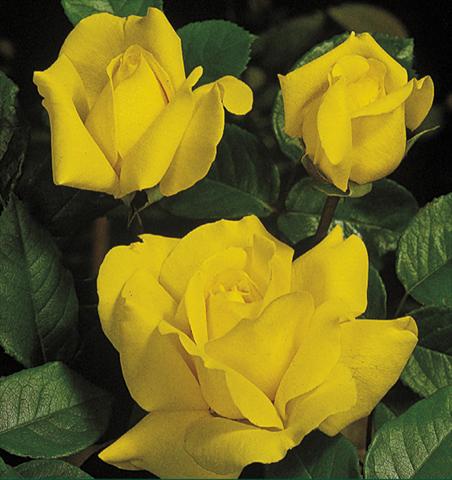 foto van een variëteit aan bloemen, te gebruiken als: Pot - en perkplant Rosa floribunda Gina Lollobrigida