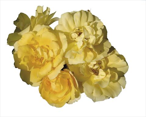 foto van een variëteit aan bloemen, te gebruiken als: Pot - en perkplant Rosa floribunda Gold Tequila