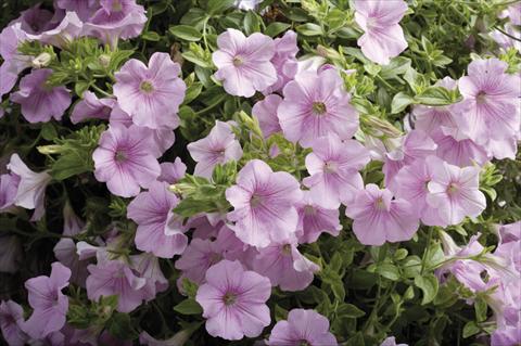 foto van een variëteit aan bloemen, te gebruiken als: Korf / Pot Petunia pendula Surfinia® Sweet Pink