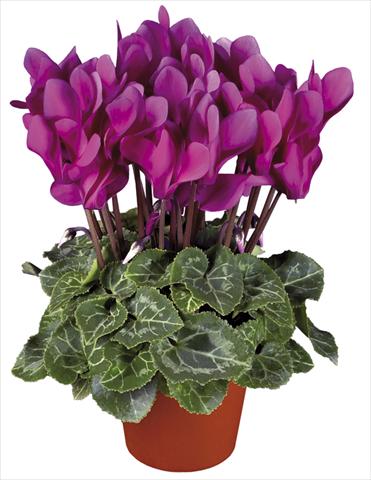 foto van een variëteit aan bloemen, te gebruiken als: Pot - en perkplant Cyclamen persicum mini Super Serie®s Verano Dark Violet