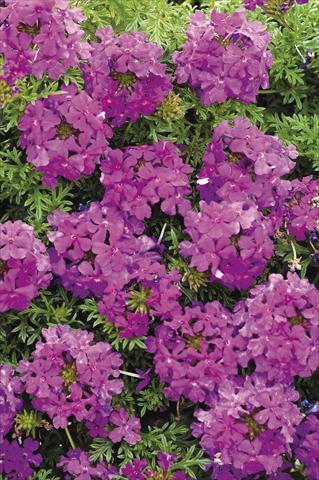 foto van een variëteit aan bloemen, te gebruiken als: Pot - en perkplant Verbena Tapien® Purple