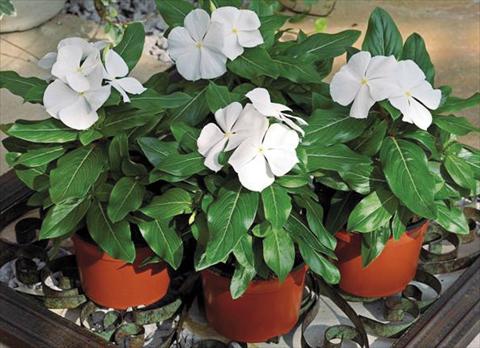 foto van een variëteit aan bloemen, te gebruiken als: Pot - en perkplant Catharanthus roseus - Vinca Cora F1 White