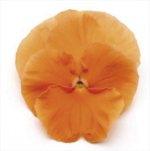 foto van een variëteit aan bloemen, te gebruiken als: Pot - en perkplant Viola wittrockiana Matrix Deep Orange