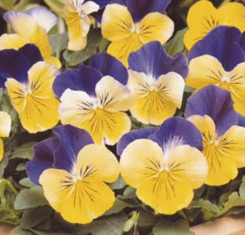 foto van een variëteit aan bloemen, te gebruiken als: Pot - en perkplant Viola wittrockiana Matrix Morpheus