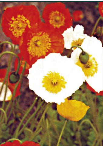 foto van een variëteit aan bloemen, te gebruiken als: Perkplant / Borders Papaver nudicaule Gartenzwerg