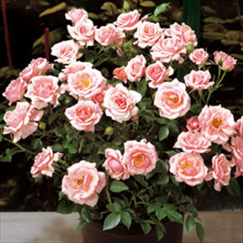 foto van een variëteit aan bloemen, te gebruiken als: Pot Rosa floribunda Pink Meillandina