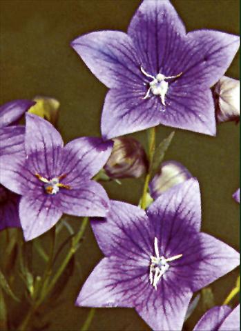 foto van een variëteit aan bloemen, te gebruiken als: Perkplant / Borders Platycodon grandiflorus Fuji Blue