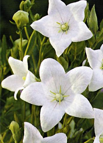 foto van een variëteit aan bloemen, te gebruiken als: Perkplant / Borders Platycodon grandiflorus Fuji White