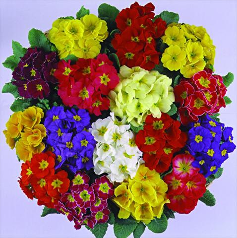 foto van een variëteit aan bloemen, te gebruiken als: Pot - en perkplant Primula acaulis, veris, vulgaris Bellissima F1 Mix