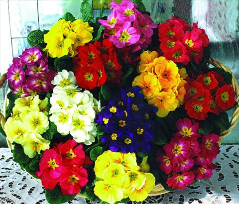 foto van een variëteit aan bloemen, te gebruiken als: Pot - en perkplant Primula acaulis, veris, vulgaris Fantastica F1 Mix