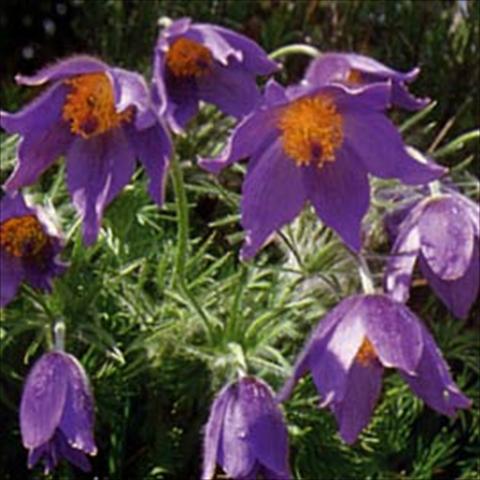 foto van een variëteit aan bloemen, te gebruiken als: Perkplant / Borders Pulsatilla vulgaris Blaue Glocke