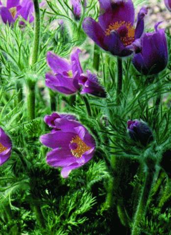 foto van een variëteit aan bloemen, te gebruiken als: Pot - en perkplant Pulsatilla vulgaris Rote Glocke