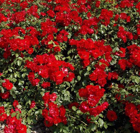 foto van een variëteit aan bloemen, te gebruiken als: Perkplant / Borders Rosa paesaggistica La Sevillana