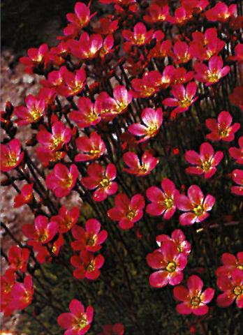 foto van een variëteit aan bloemen, te gebruiken als: Pot - en perkplant Saxifraga x arendsii Purpurteppich
