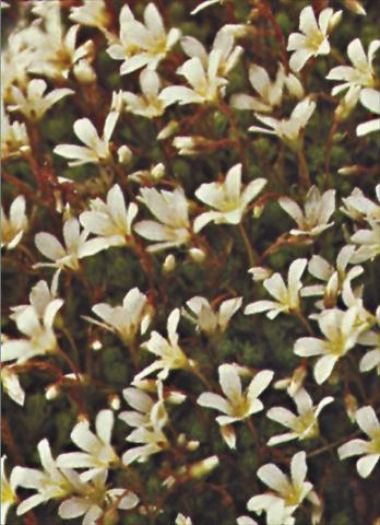 foto van een variëteit aan bloemen, te gebruiken als: Pot - en perkplant Saxifraga x arendsii Schneeteppich