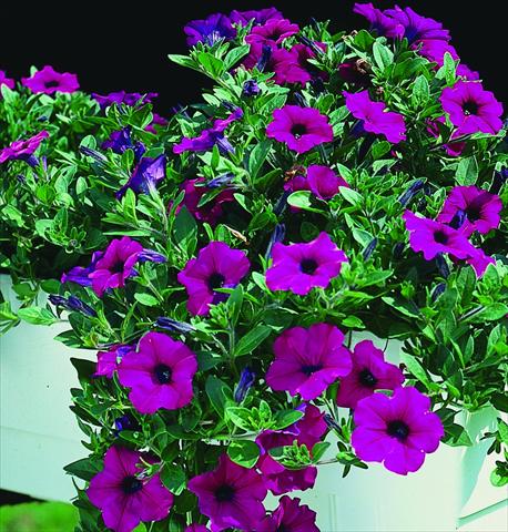 foto van een variëteit aan bloemen, te gebruiken als: Korf / Pot Petunia pendula Surfinia® Purple