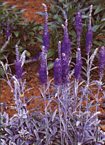 foto van een variëteit aan bloemen, te gebruiken als: Perkplant / Borders Veronica spicata Blauteppich