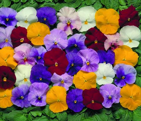 foto van een variëteit aan bloemen, te gebruiken als: Pot - en perkplant Viola wittrockiana Dynamite F1 Mix