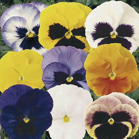 foto van een variëteit aan bloemen, te gebruiken als: Pot - en perkplant Viola wittrockiana Matrix F1 Mix