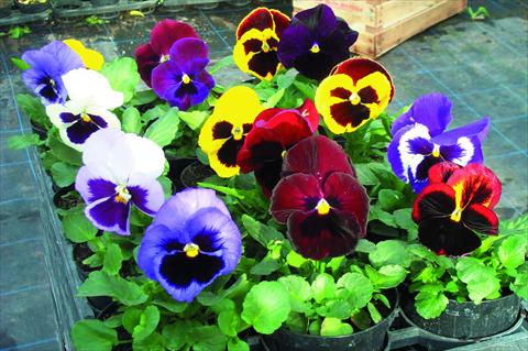 foto van een variëteit aan bloemen, te gebruiken als: Pot - en perkplant Viola wittrockiana Power F1 Mix