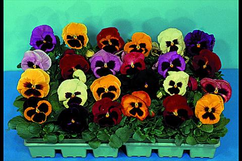 foto van een variëteit aan bloemen, te gebruiken als: Perkplant / Borders Viola wittrockiana Super Majestic F1 Mix