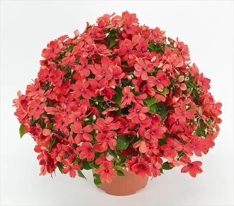 foto van een variëteit aan bloemen, te gebruiken als: Pot - en perkplant Impatiens walleriana Cheeky Sparkling Orange