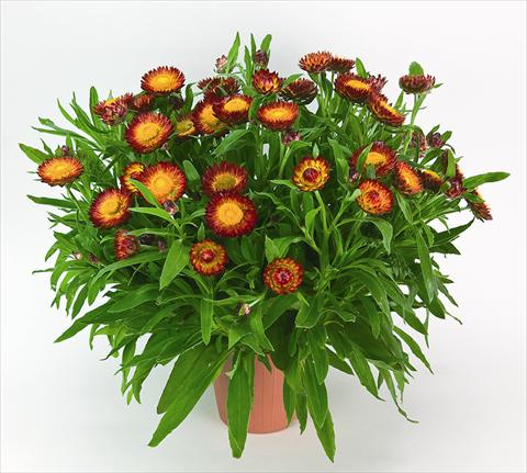 foto van een variëteit aan bloemen, te gebruiken als: Pot - en perkplant Helichrysum (Bracteantha) Helica Bicolor Orange