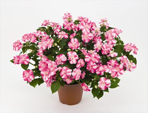 foto van een variëteit aan bloemen, te gebruiken als: Pot - en perkplant Impatiens walleriana Musica Bicolor Pink