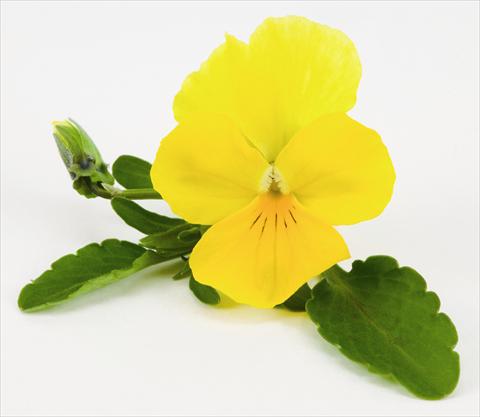 foto van een variëteit aan bloemen, te gebruiken als: Korf / Pot Viola hybrida Friolina® Cascadiz Yellow