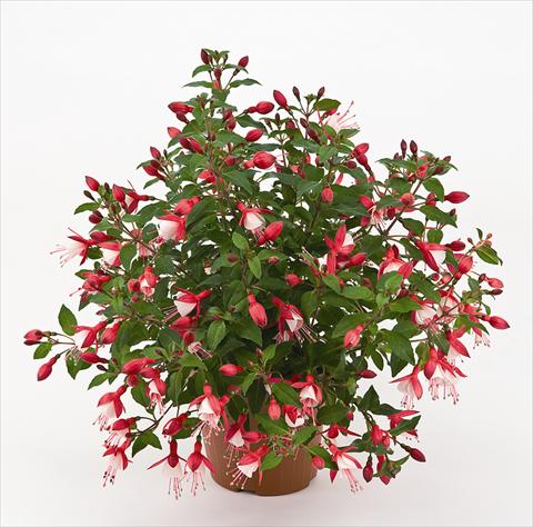 foto van een variëteit aan bloemen, te gebruiken als: Pot - en perkplant Fuchsia Diva™ Cherry/White