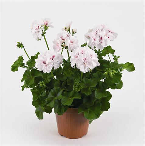 foto van een variëteit aan bloemen, te gebruiken als: Pot - en perkplant Pelargonium peltatum Costa Daurada White