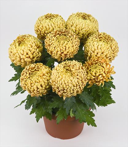 foto van een variëteit aan bloemen, te gebruiken als: Pot Chrysanthemum Globus Sharki