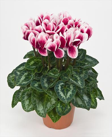 foto van een variëteit aan bloemen, te gebruiken als: Pot Cyclamen persicum Halios® Fantasia  Magenta