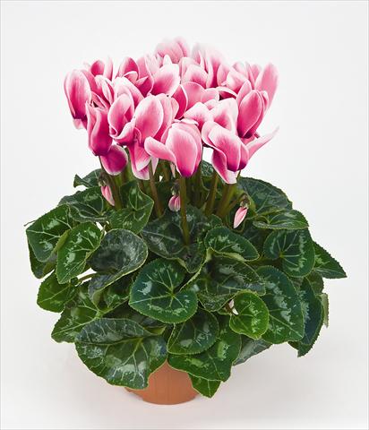 foto van een variëteit aan bloemen, te gebruiken als: Pot Cyclamen persicum Latinia® Fantasia Fuchsia