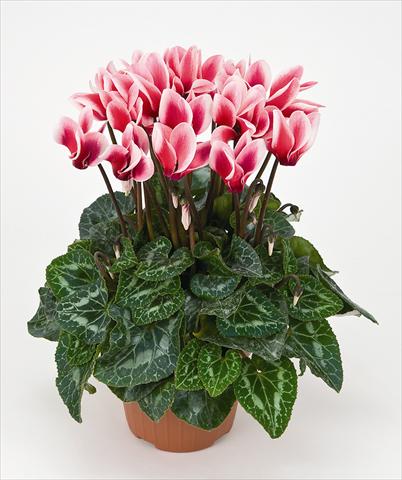 foto van een variëteit aan bloemen, te gebruiken als: Pot Cyclamen persicum Tianis® Fantasia Saumon