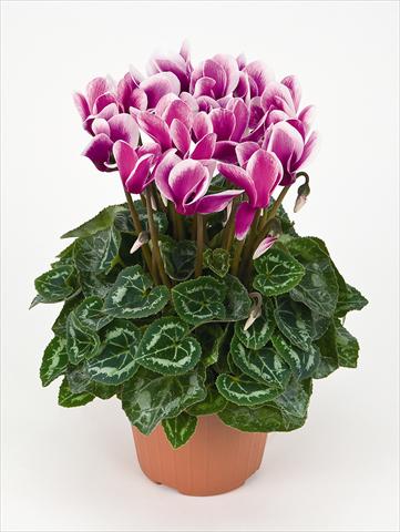 foto van een variëteit aan bloemen, te gebruiken als: Pot Cyclamen persicum Tianis® Fantasia Violet