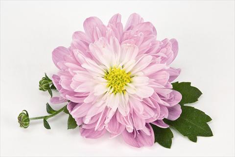 foto van een variëteit aan bloemen, te gebruiken als: Pot - en perkplant Chrysanthemum Golette® Tulsa