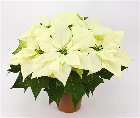 foto van een variëteit aan bloemen, te gebruiken als: Pot Poinsettia - Euphorbia pulcherrima Cristallo