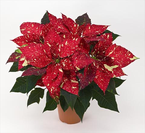 foto van een variëteit aan bloemen, te gebruiken als: Pot Poinsettia - Euphorbia pulcherrima Primero Glitter
