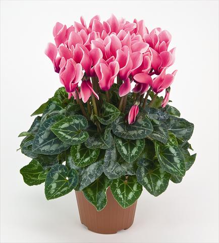 foto van een variëteit aan bloemen, te gebruiken als: Pot - en perkplant Cyclamen persicum Tianis® Fantasia Fuchsia