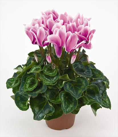 foto van een variëteit aan bloemen, te gebruiken als: Pot - en perkplant Cyclamen persicum Latinia® Fantasia Cattleya