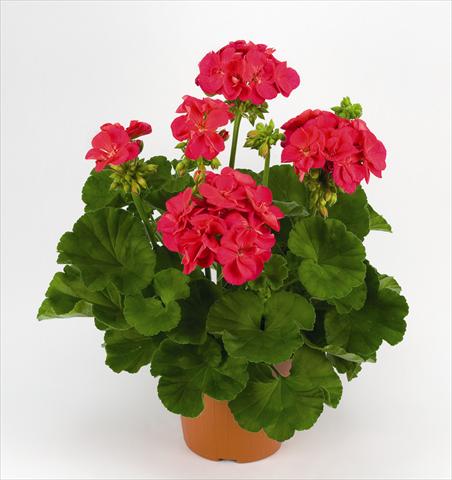 foto van een variëteit aan bloemen, te gebruiken als: Pot - en perkplant Pelargonium zonale Costa Brava Cherry Red