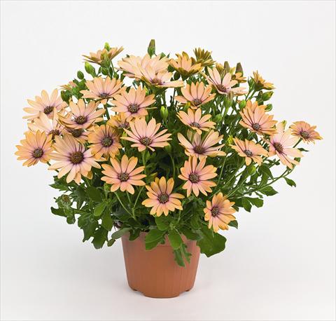 foto van een variëteit aan bloemen, te gebruiken als: Pot - en perkplant Osteospermum Side Show Copper Apricot