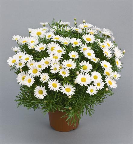 foto van een variëteit aan bloemen, te gebruiken als: Pot - en perkplant Argyranthemum Daisy Crazy™ Maria