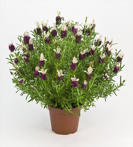 foto van een variëteit aan bloemen, te gebruiken als: Pot - en perkplant Lavandula stoechas Bella Rouge