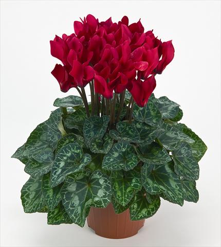 foto van een variëteit aan bloemen, te gebruiken als: Pot Cyclamen persicum mini Metis® Écarlate Compact