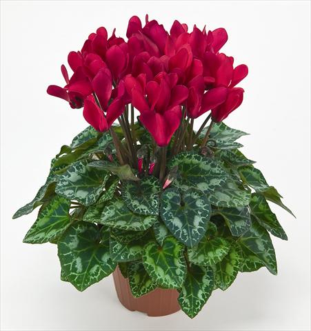foto van een variëteit aan bloemen, te gebruiken als: Pot Cyclamen persicum mini Metis® Rouge Vif Compact