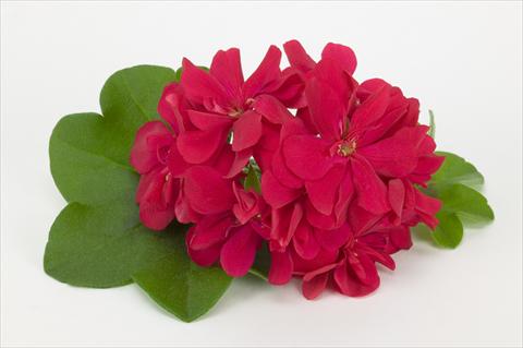 foto van een variëteit aan bloemen, te gebruiken als: Korf / Pot Pelargonium peltatum Costa Daurada Bright Red