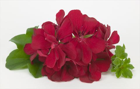 foto van een variëteit aan bloemen, te gebruiken als: Korf / Pot Pelargonium peltatum Costa Daurada Dark Red